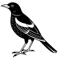 vector illustration of a bird