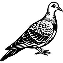 vector illustration of a bird