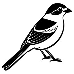 silhouette of a bird