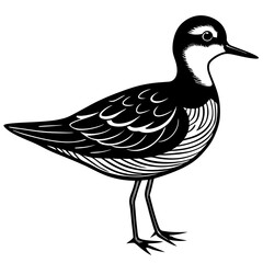 duck isolated on white background