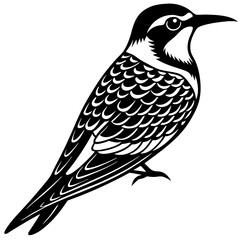 vector illustration of a bird