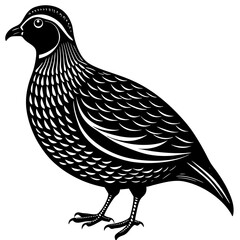 vector illustration of a bird