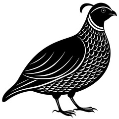 black and white bird