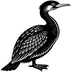 black crowned night heron