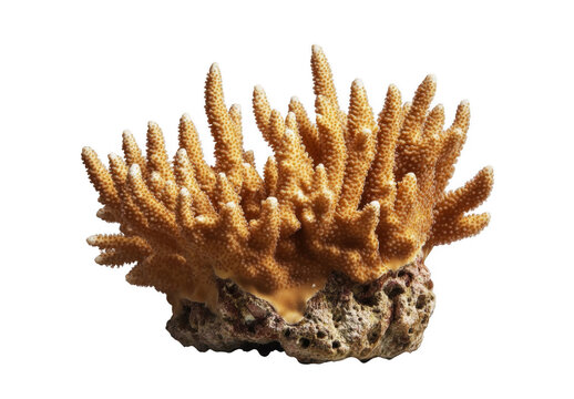 Golden Coral Reef Close up