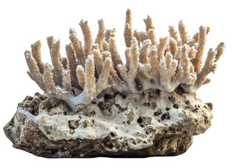 Fototapeta premium Close up of Coral Reef Specimen