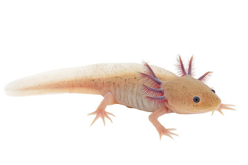 Obraz premium Axolotl Isolated On white or transparent background 