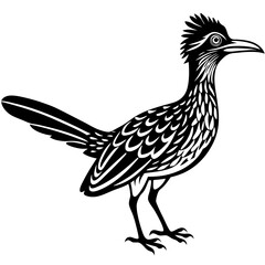 black and white bird