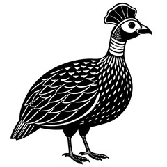 peacock isolated on white background