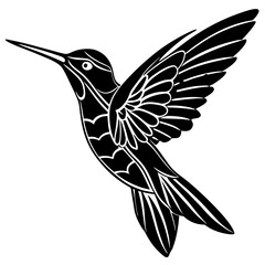 black and white hummingbird