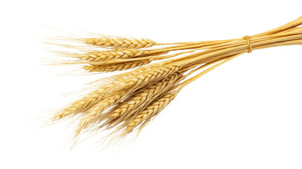 A bunch of wheat is shown in a white background