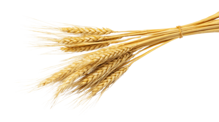 A bunch of wheat is shown in a white background