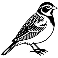 vector illustration of a bird