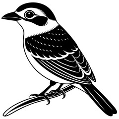 vector illustration of a bird