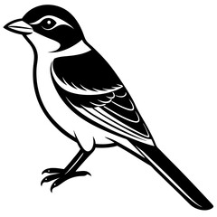vector illustration of a bird