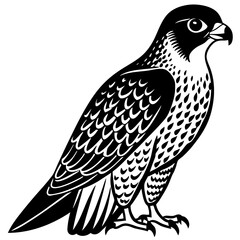 eagle on a white background