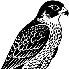 bird on a white background