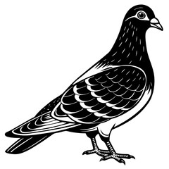 dove isolated on white