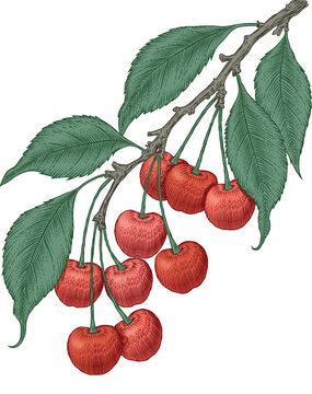 Cherry vector illustration