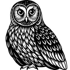 owl on white background
