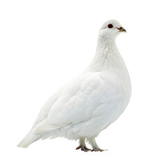 Obraz premium Partridge animal png ground-dwelling game bird png upland bird species png small wild bird illustration png transparent background image
