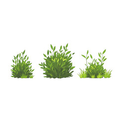 Three variations of green foliage isolated on transparent background, cut out, PNG 3D Digital Art, clip art.