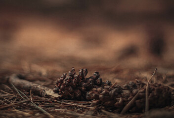 A close-up, low-angle shot of a pine cone resting on a bed of pine needles and fallen leaves on the...