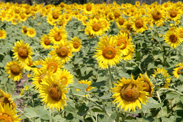 Naklejka premium The sunflower fields in Lopburi, Thailand