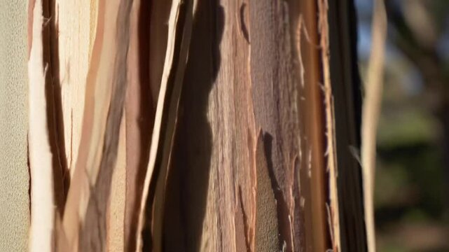 Striking Tree Bark Texture Revealing Layers Of Natural Beauty