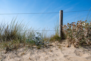 Dunes with beach grass and a barbed wire fence on the North Sea coast