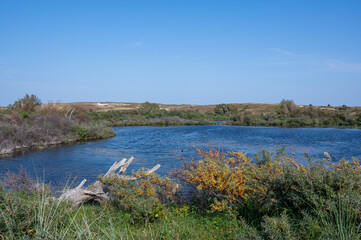 A lake in the dune nature reserve , with an old branch on the bank
