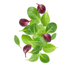 Fresh baby spinach and red chard on transparent background