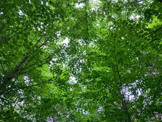 green leaves in the forest