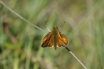 large skipper butterfly (Ochiodes sylvanus)