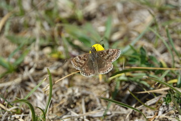 the dingy skipper butterfly (Erynnis tages)