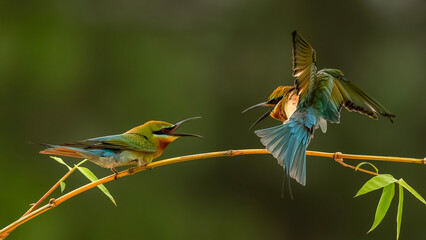 bee eater perched on branch