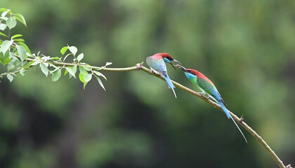 bee eater perched on a branch