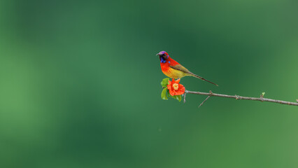 red and green hummingbird