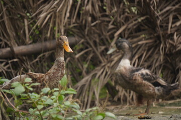 duck, a resilient waterfowl breed, thrives in wetlands, valued for egg production, meat quality, and natural pest control abilities
