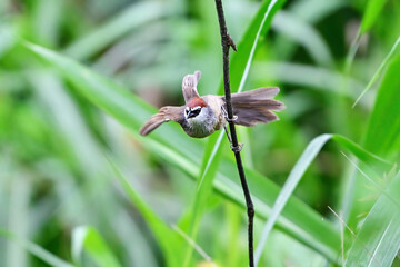 dragonfly on a green grass