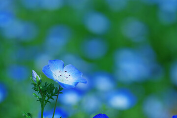 blue butterfly on a flower