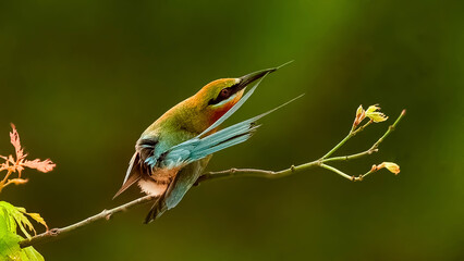 bee eater perched on branch