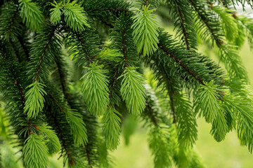 Evergreen background, fresh summer Pine needles. Green leaves background.Texture of Pine branch. Conifer cedar thuja leaf green texture. fresh green christmas leaves, branches of Pine trees