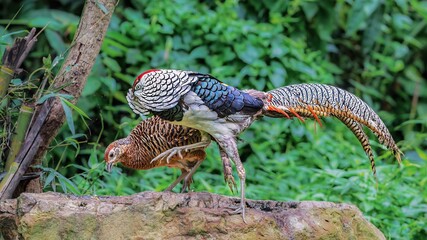 common pheasant bird