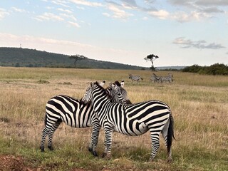 zebras in the serengeti national park