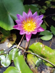 pink lotus flower