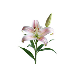 Obraz premium Elegant Pink Lily Flower with Bud on Transparent Background