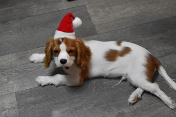 Puppy in Santa Hat on Floor