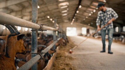 Cute brown goats with horns smelling and eating hay in big shed. Attractive farmer with broom working, sweeping and cleaning dirty barn in blurred background. Farm, agriculture concept.