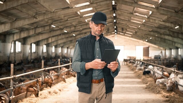 Handsome Caucasian farmer standing in goatshed and using tablet computer. Tapping, scrolling, swiping something in websites or monitoring production. Technology innovation, digital concept. - Powered by Adobe